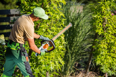 A gardener using a hedge trimmer